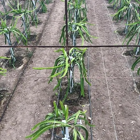 Kiris Garden