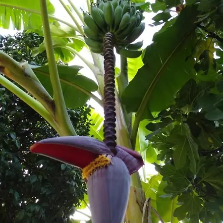 Kiriş Garden