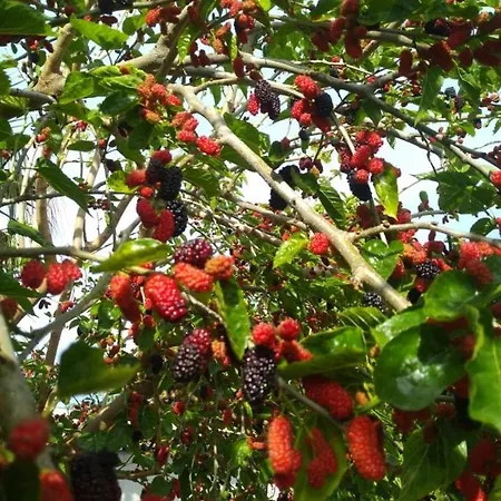 Kiriş Garden *