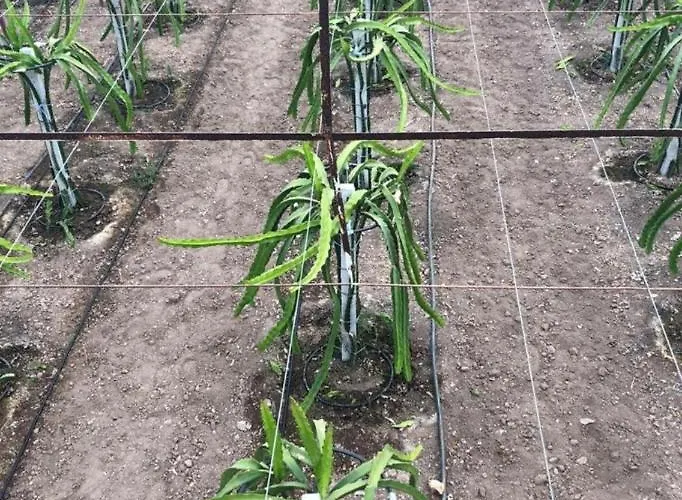 Kiris Garden