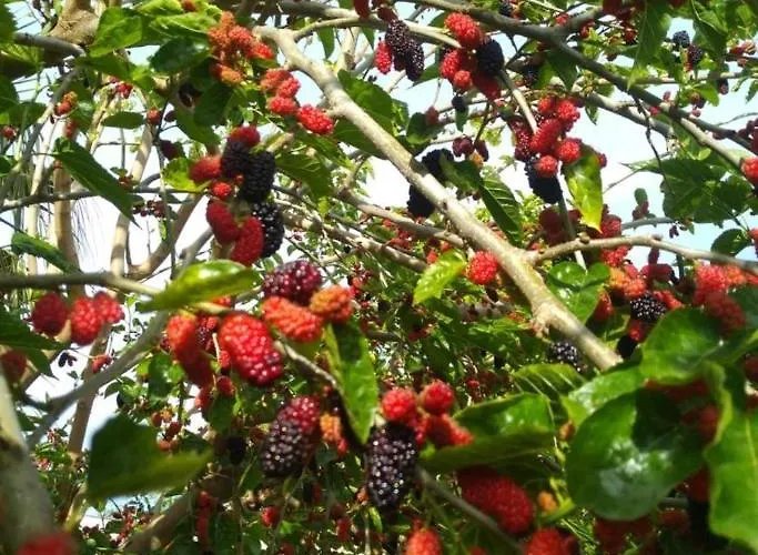 Kiris Garden *