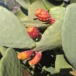 Kiris Garden *