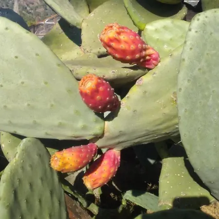 Kiris Garden *